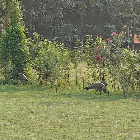 Nature Homestay Varanasi Eksteriør bilde