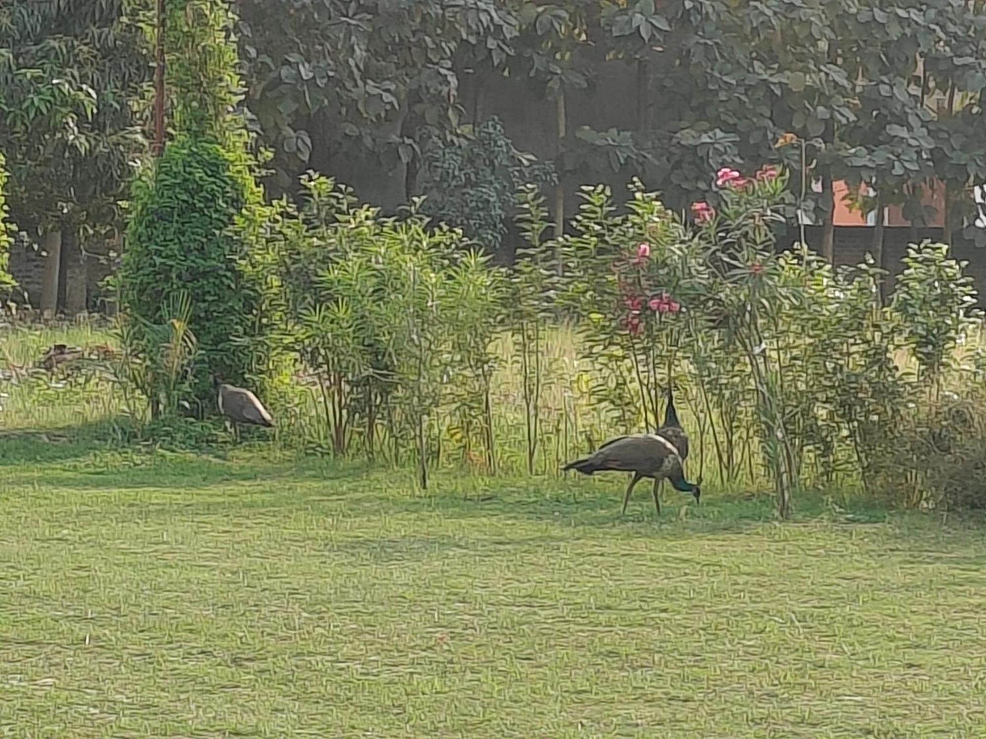 Nature Homestay Varanasi Eksteriør bilde